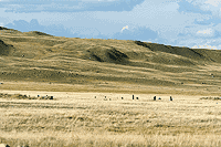 Плато Укок. Курганы.