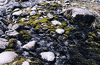 Ручей с живой водой.