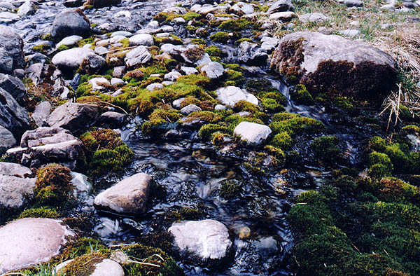 Ручей с живой водой.