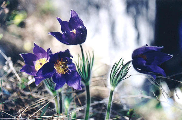 Подснежники.