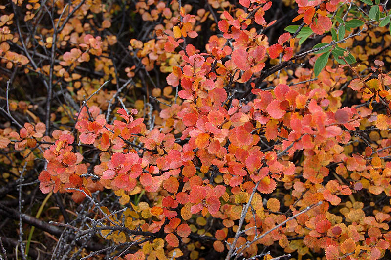 Карликовая березка. 