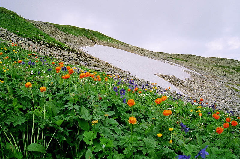 Снежник на Бакаташе.