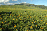 Вдали г. Сарлык 2507 м. 