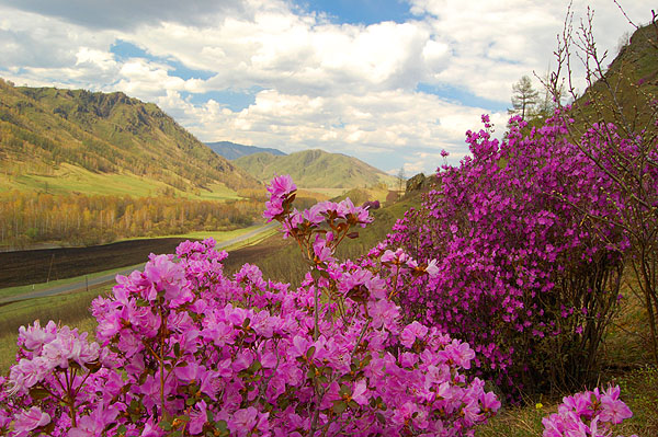 Багульник или маральник.